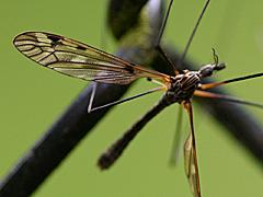 Crane Fly